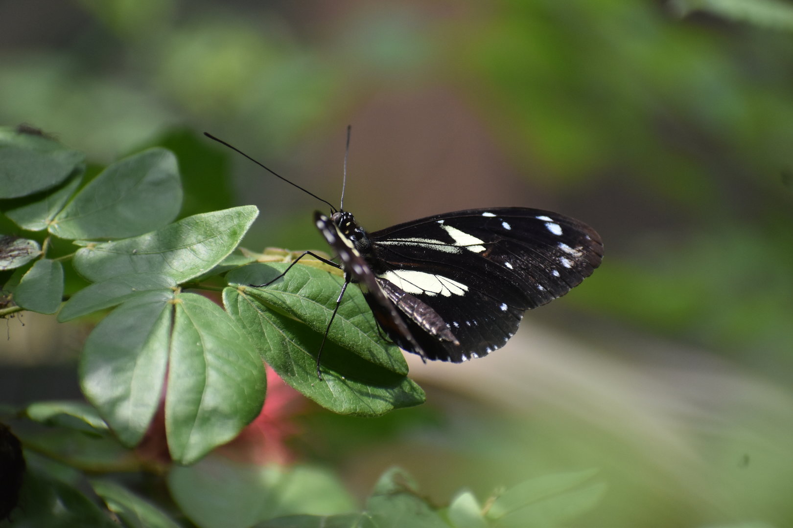 Unknown Butterfly (Henry Doorly Zoo)