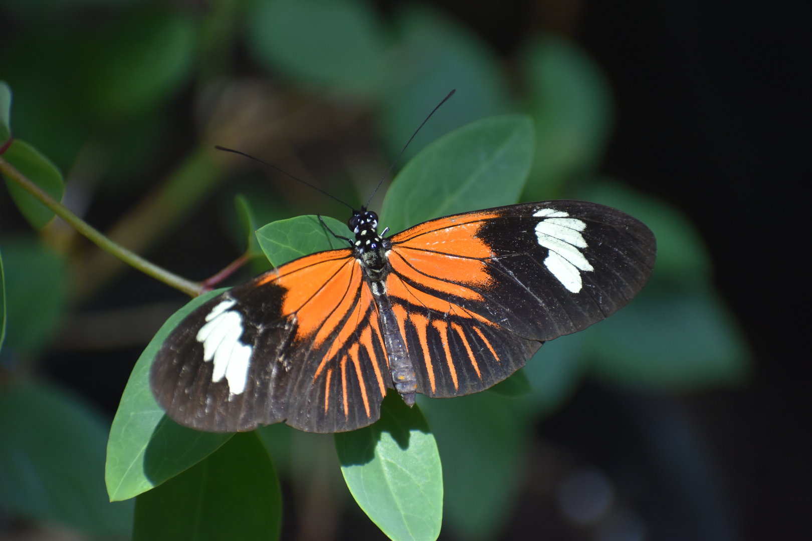 Unknown Butterfly (Henry Doorly Zoo)