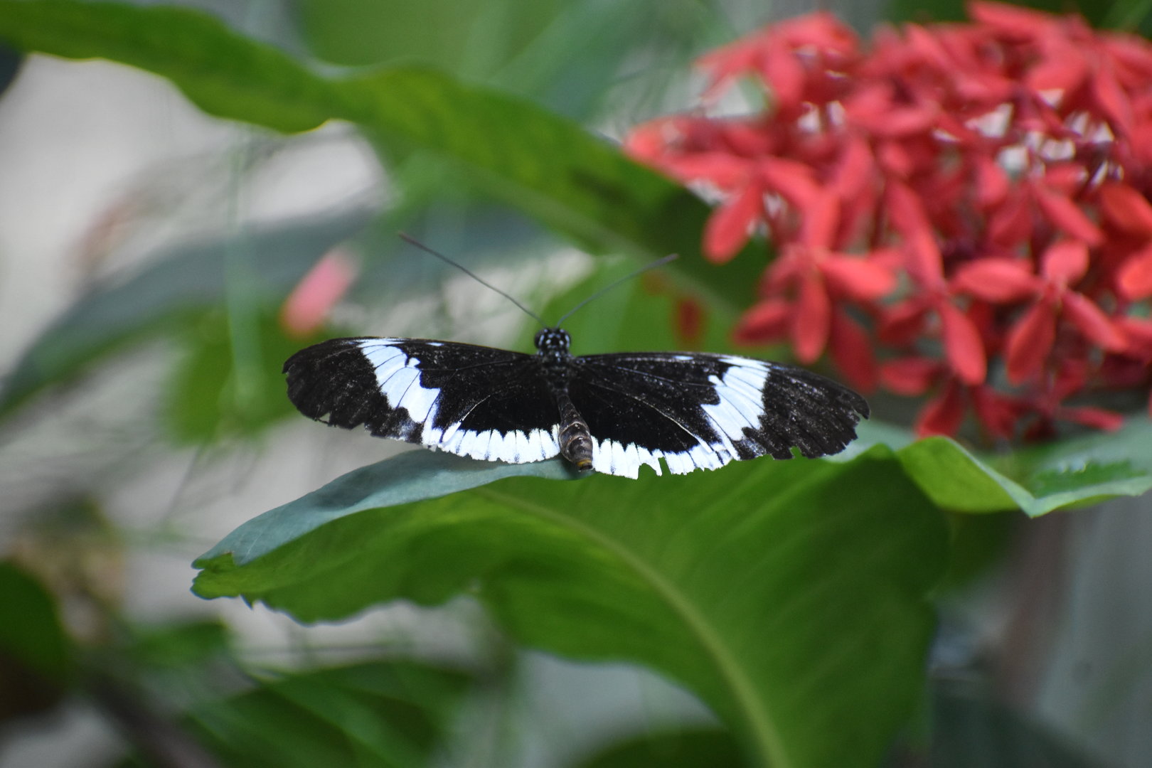 Unknown Butterfly (Henry Doorly Zoo)