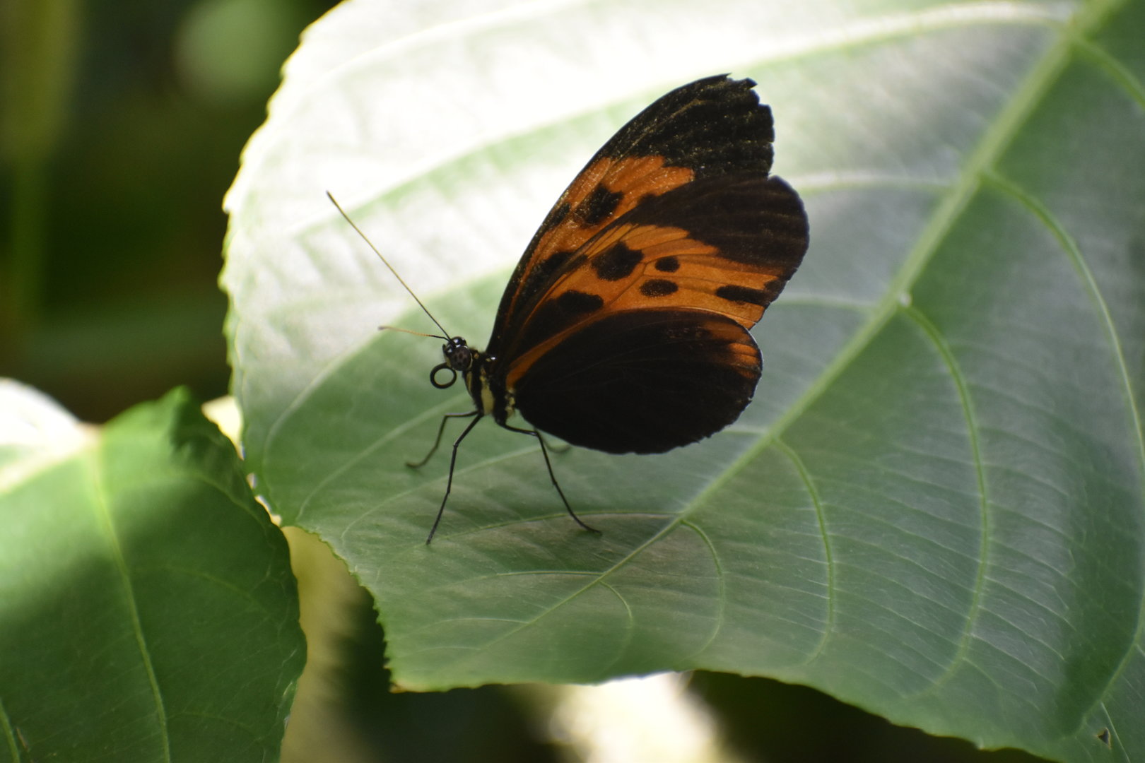 Unknown Butterfly (Henry Doorly Zoo