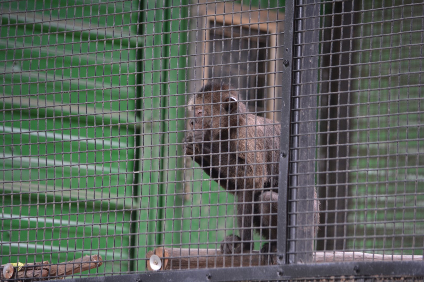 Unknown Capuchin (Austin Zoo)