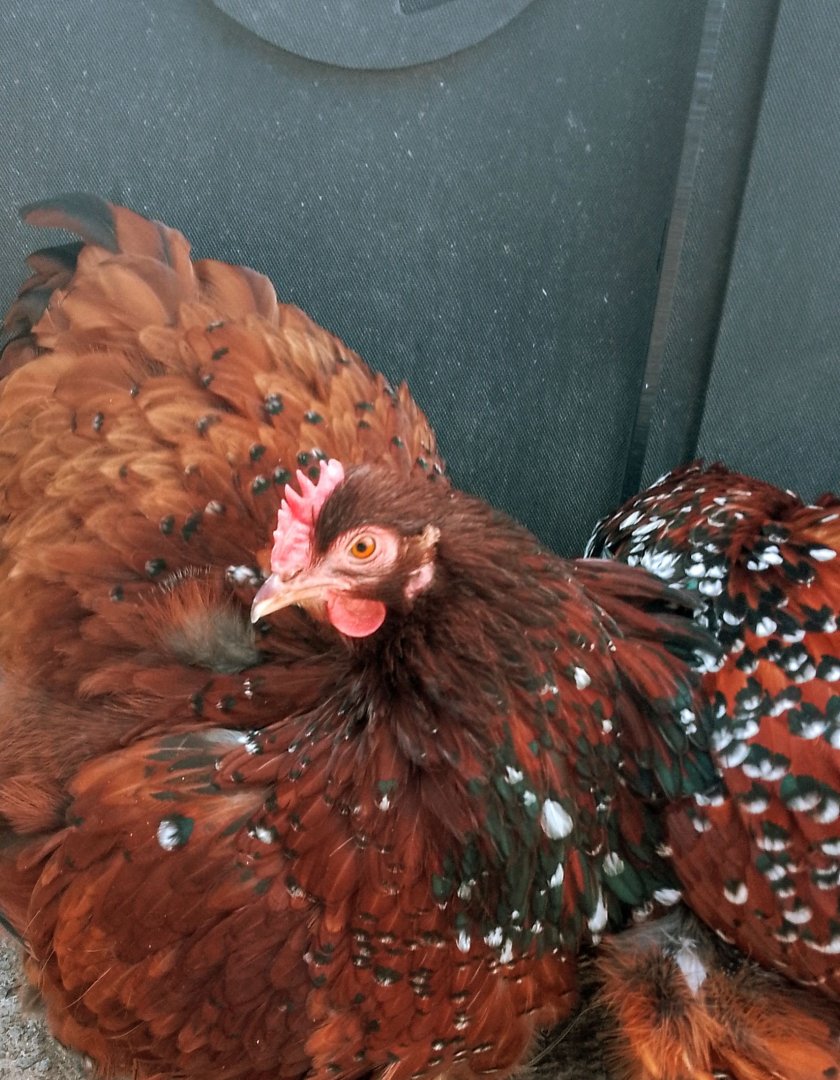 Unknown chicken species 180525