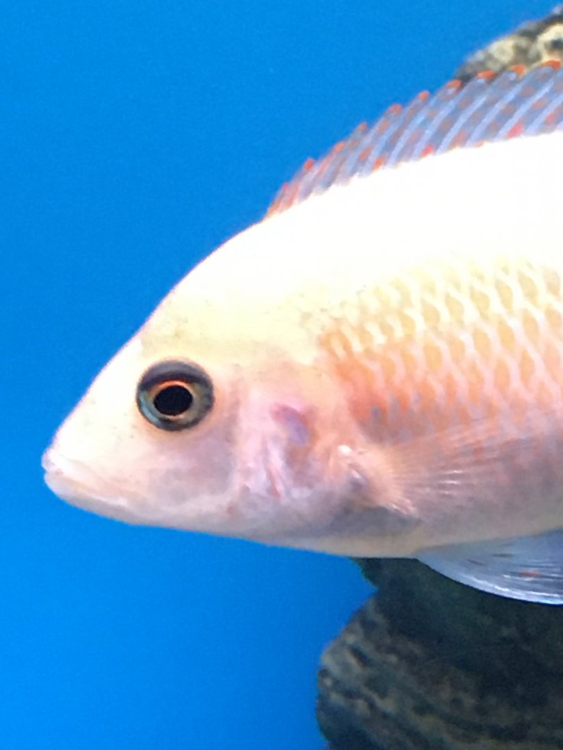 Unknown Cichlid