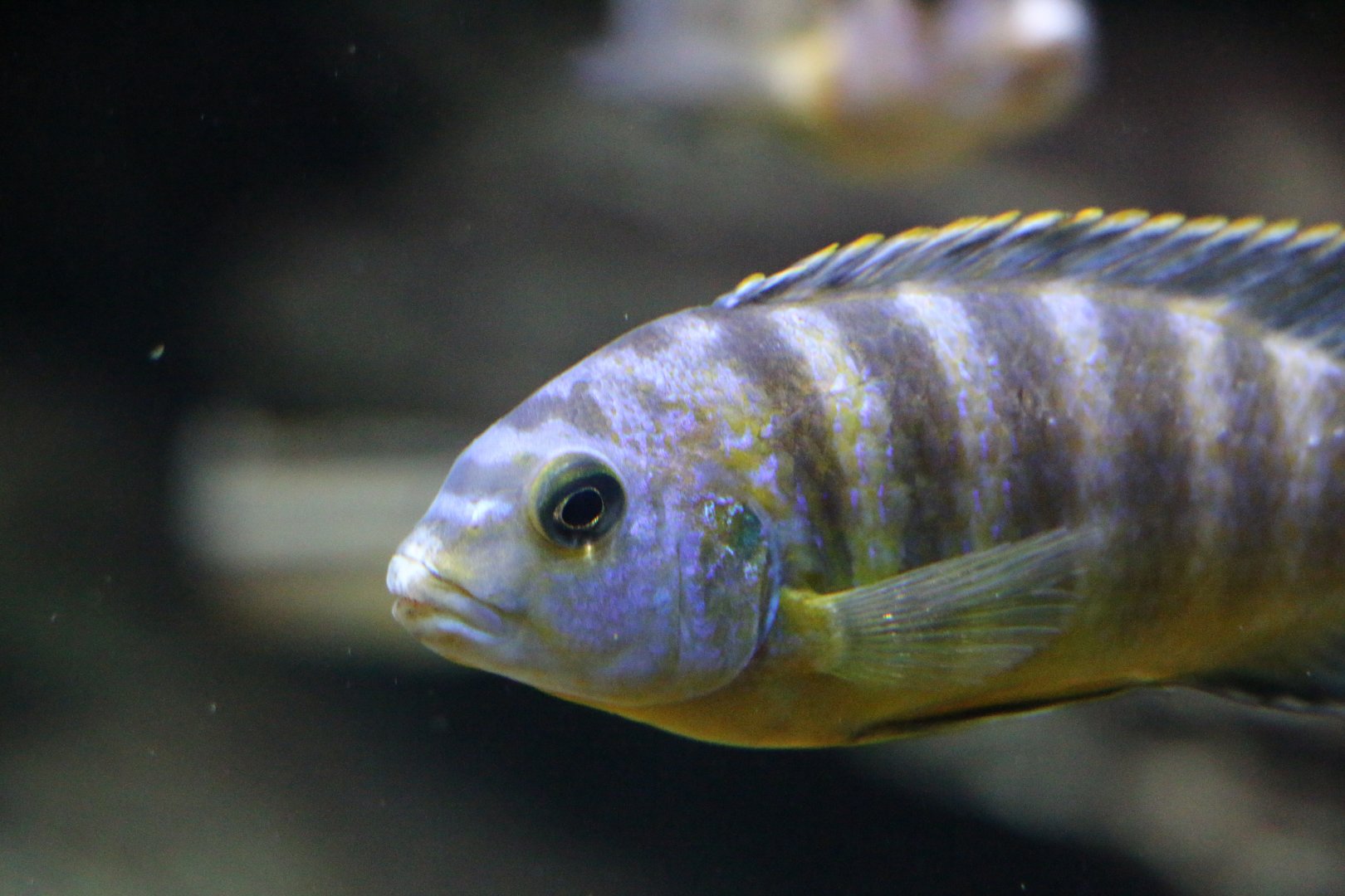 Unknown Cichlid