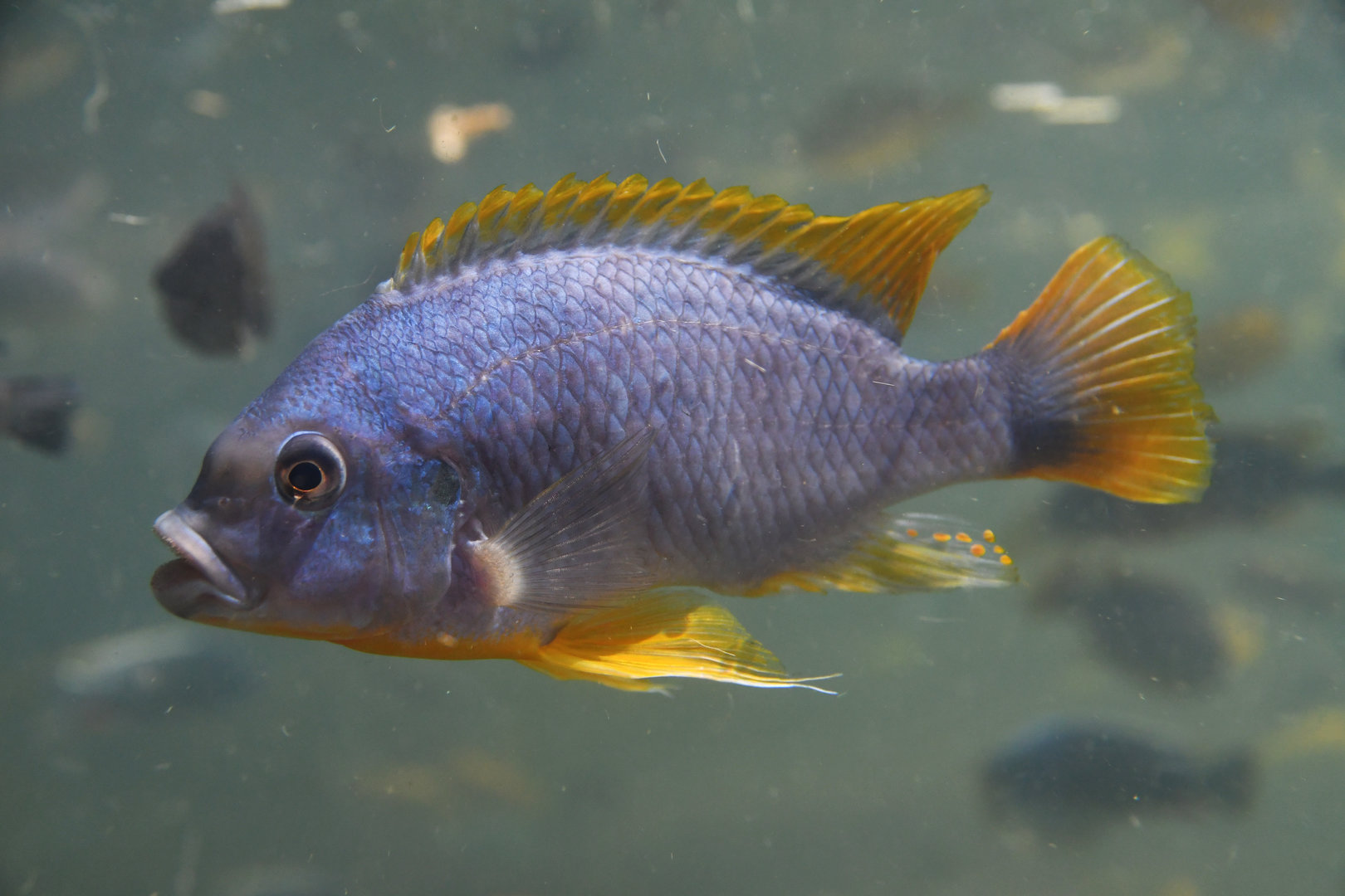 Unknown cichlid
