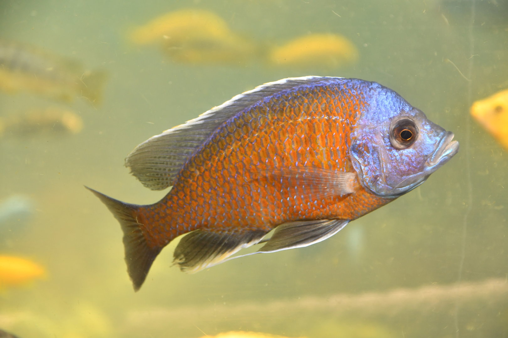 Unknown cichlid