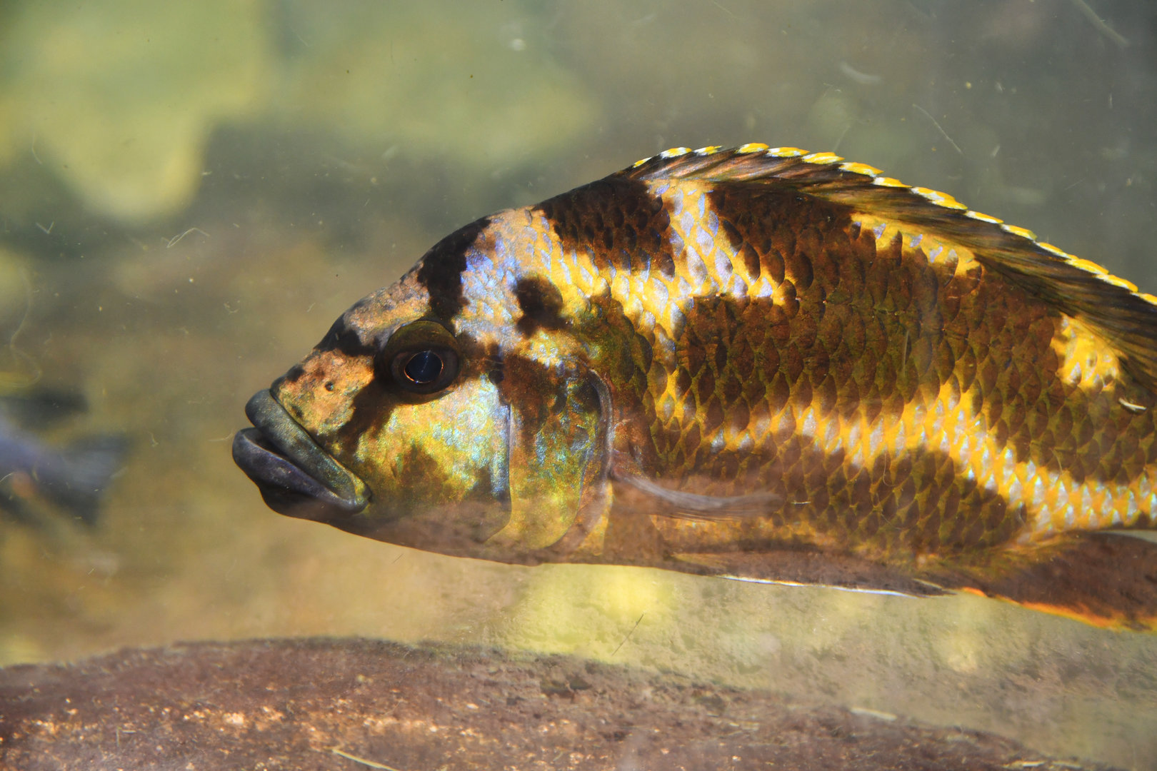 Unknown cichlid