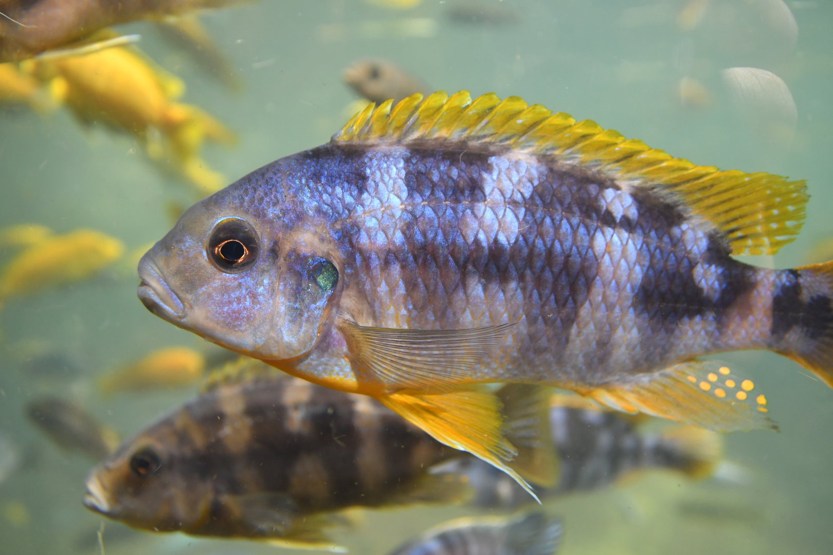 Unknown cichlid