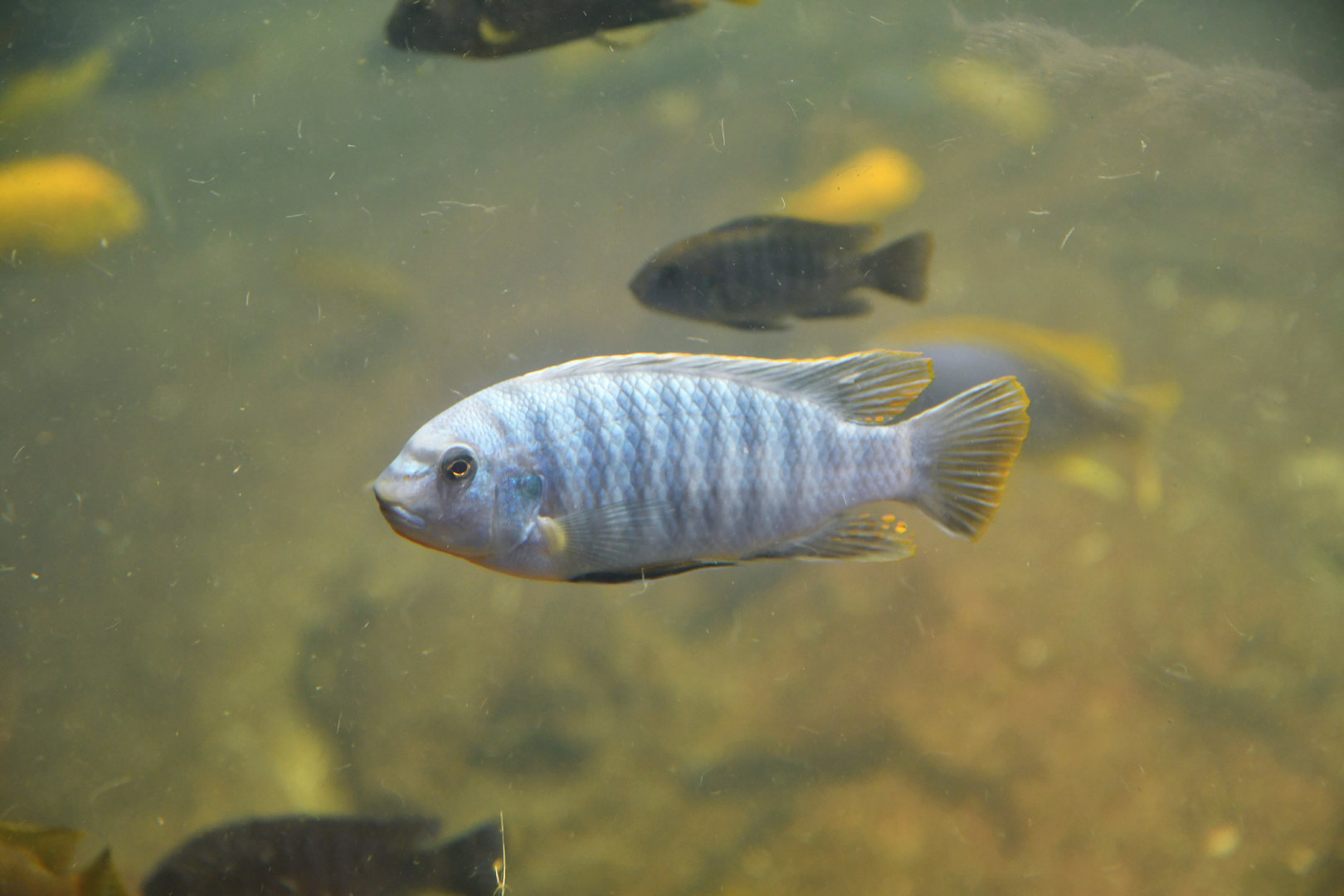 Unknown cichlid