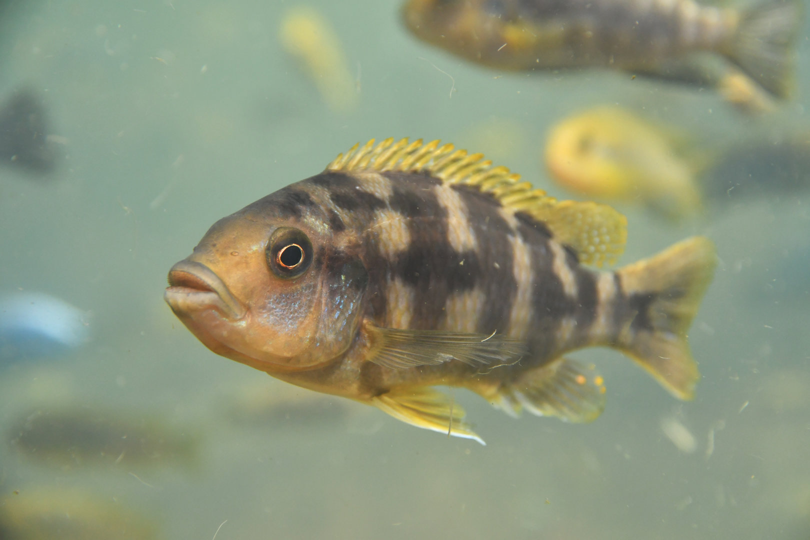 Unknown cichlid