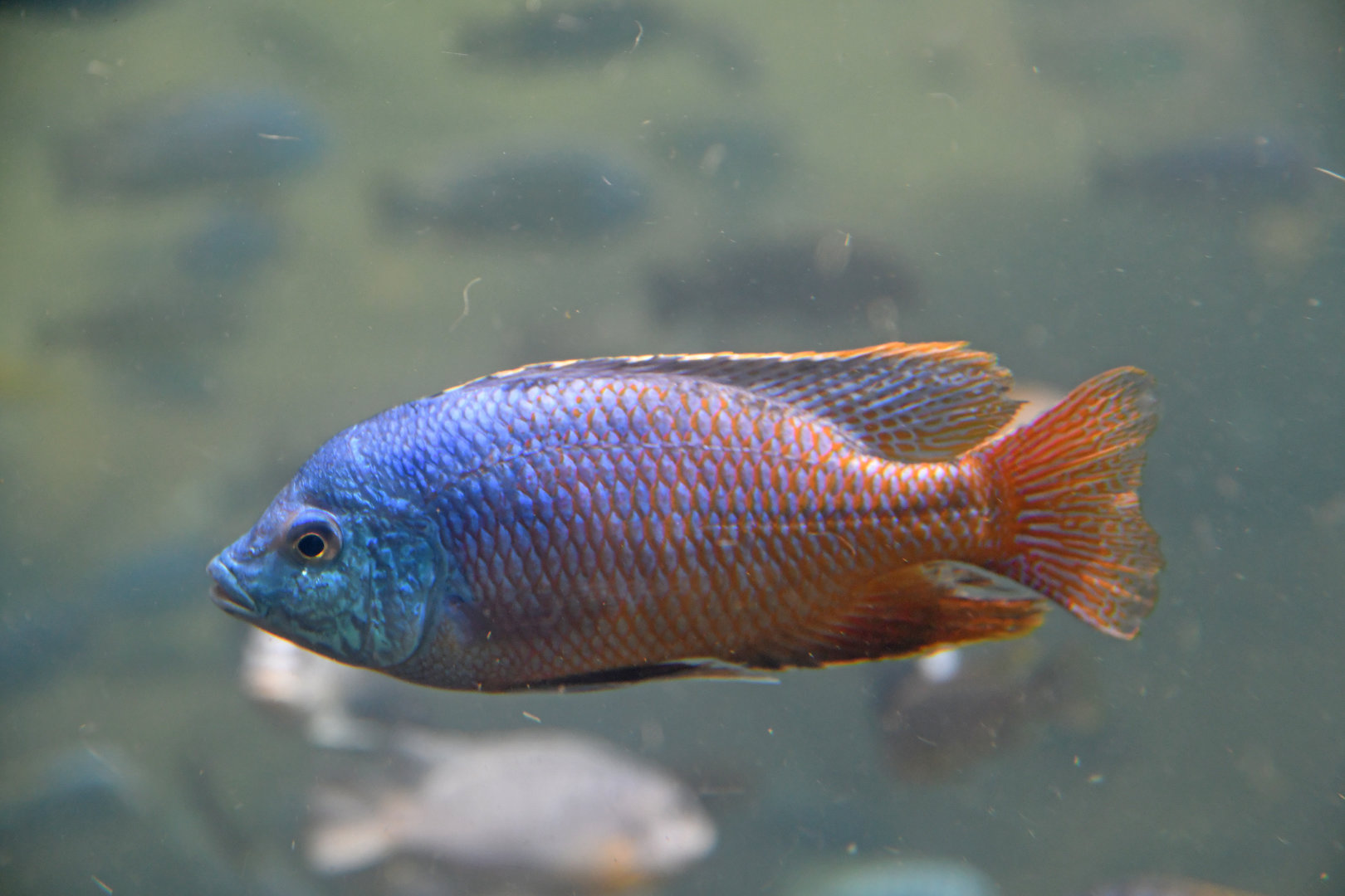 Unknown cichlid