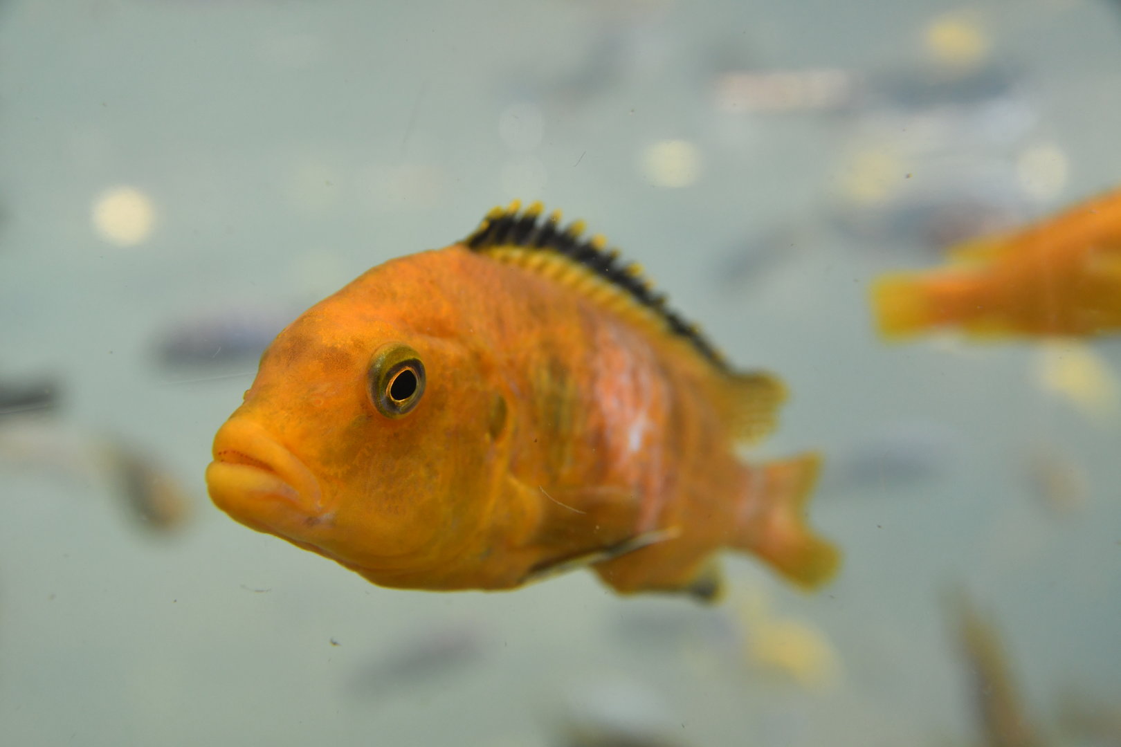 Unknown cichlid