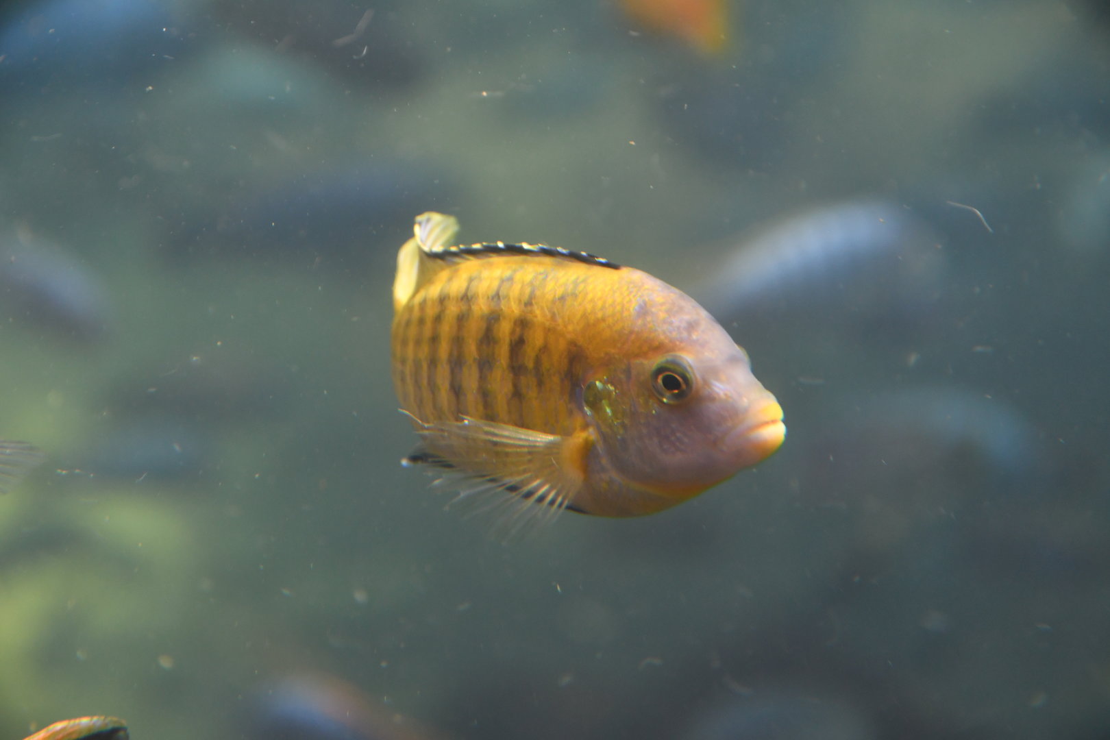 Unknown cichlid