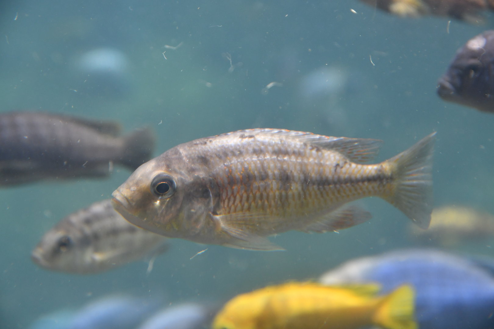 Unknown cichlid