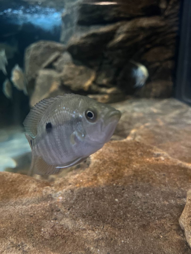 Unknown cichlid