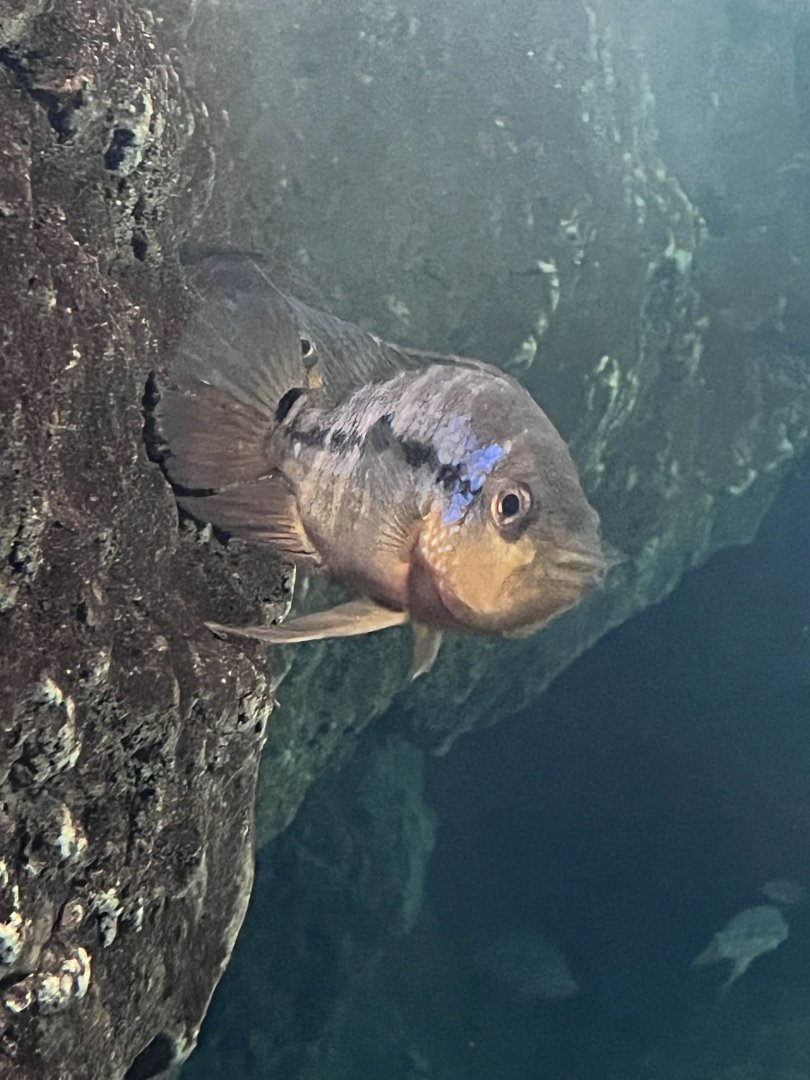 Unknown cichlid