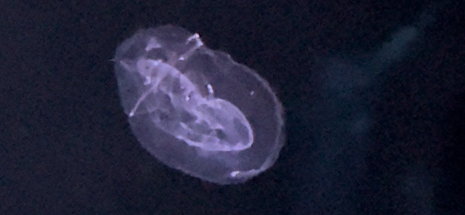 Unknown comb jelly (food)