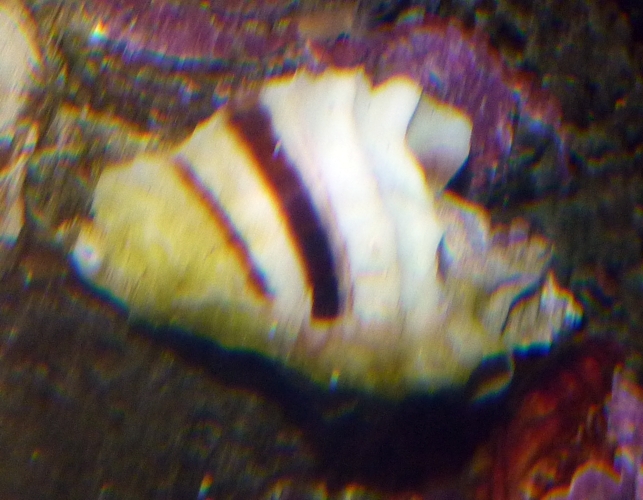 Unknown (cornet?) snail, please help ID!