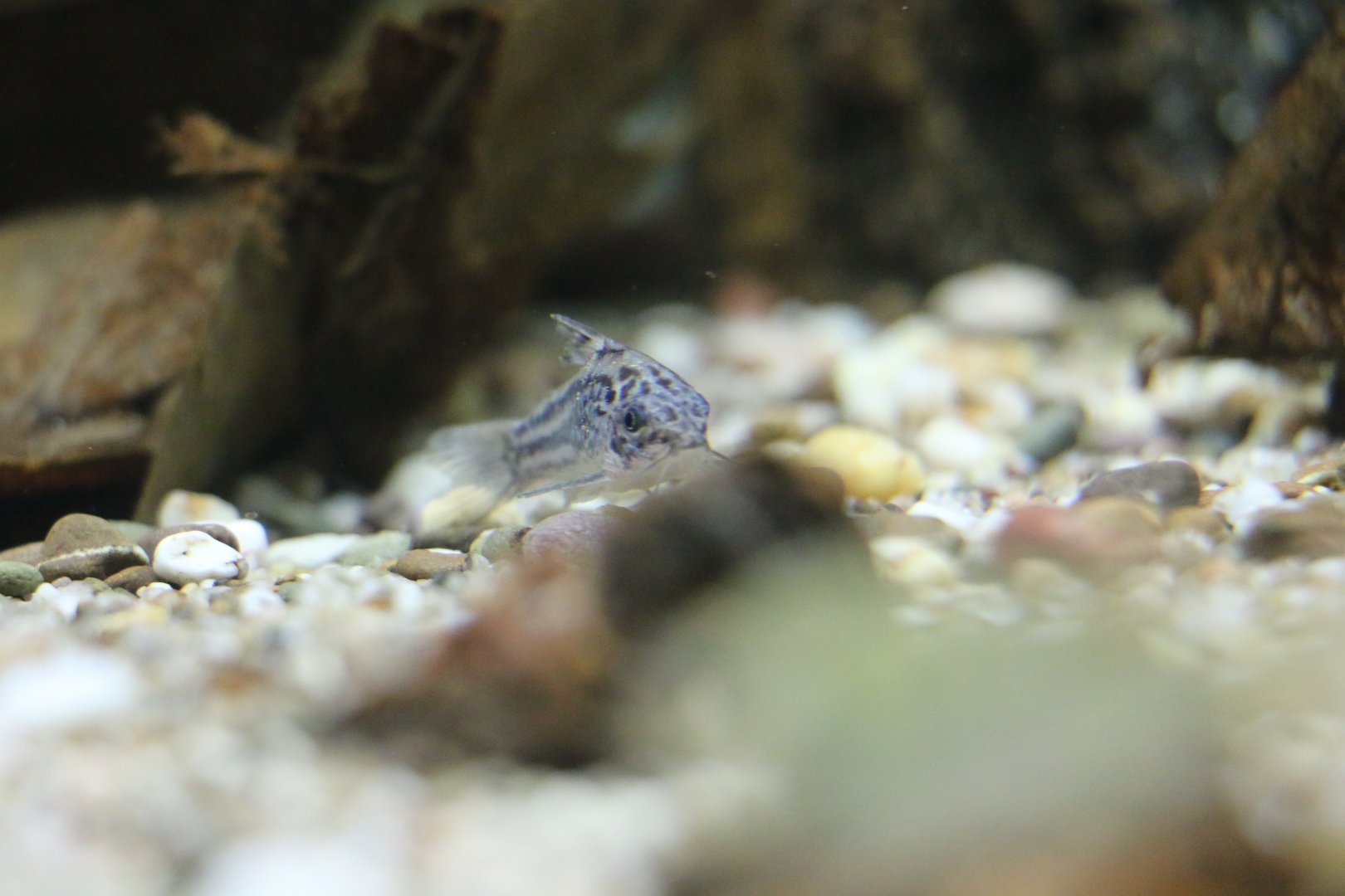 Unknown Corydoras