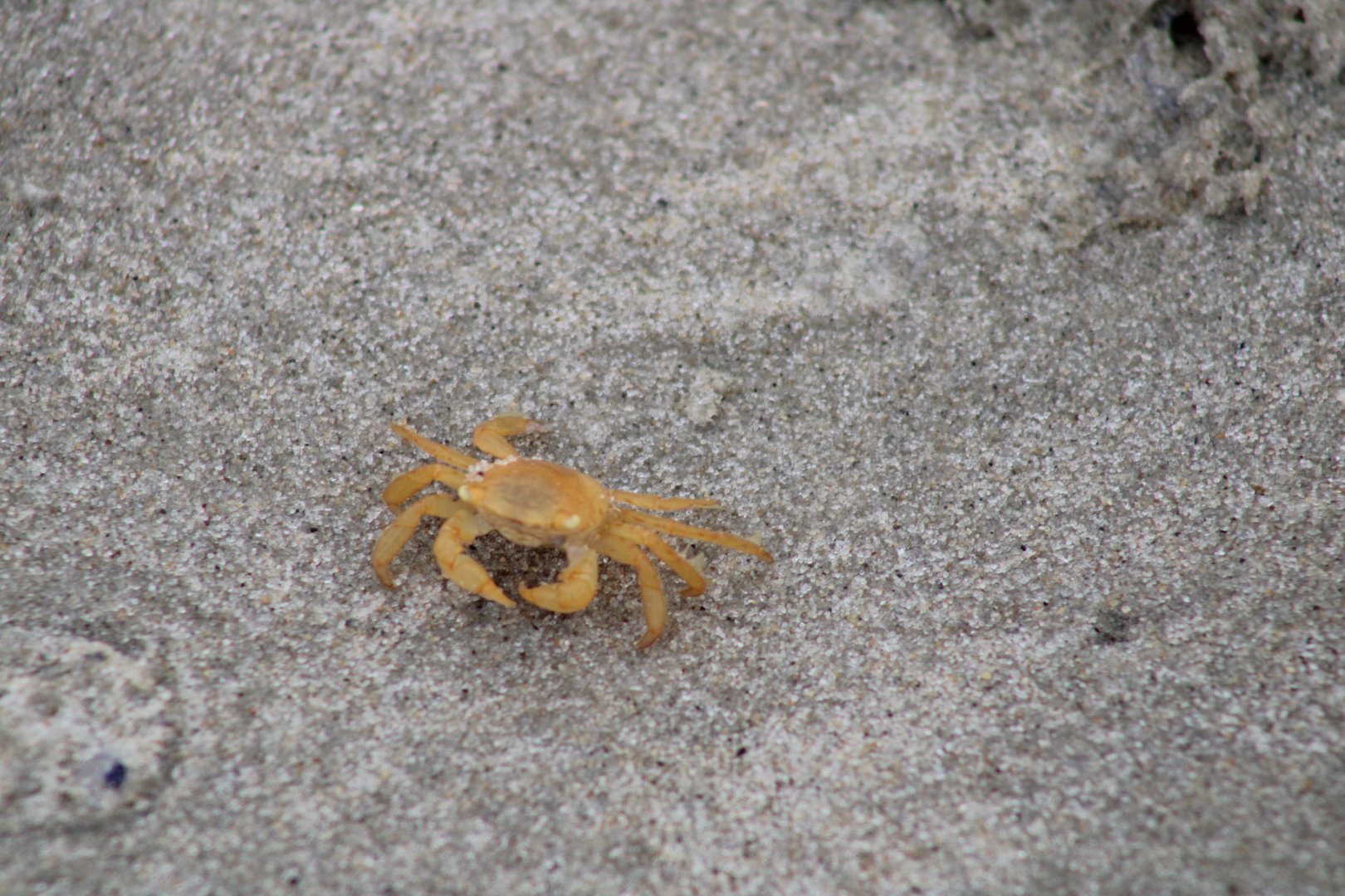 Unknown Crab Species
