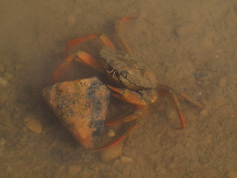 Unknown crab