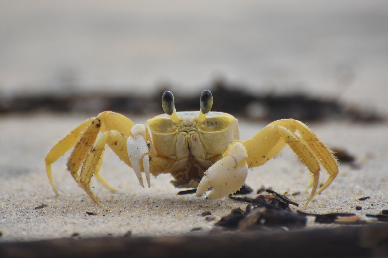 Unknown crab