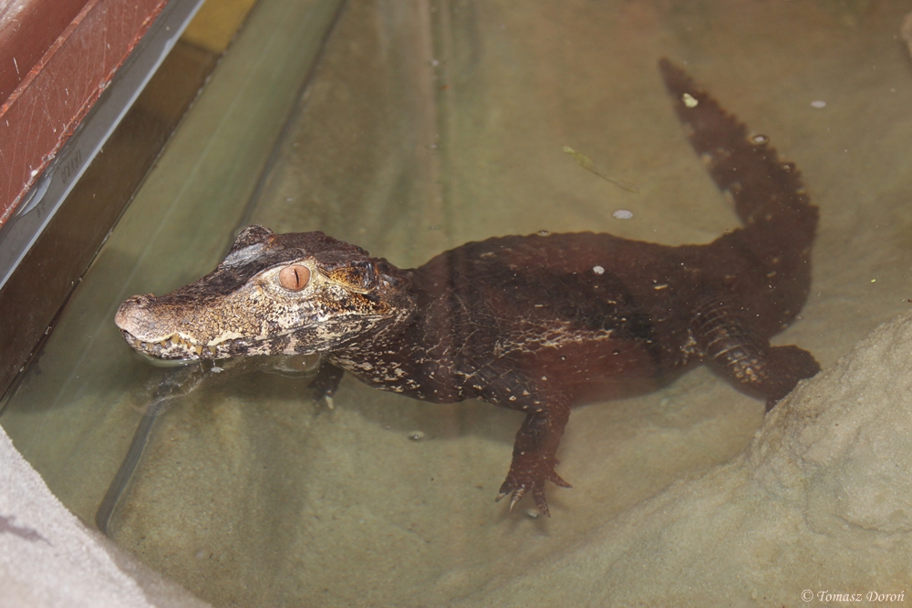 Unknown crocodile for ID from Terarium Prague