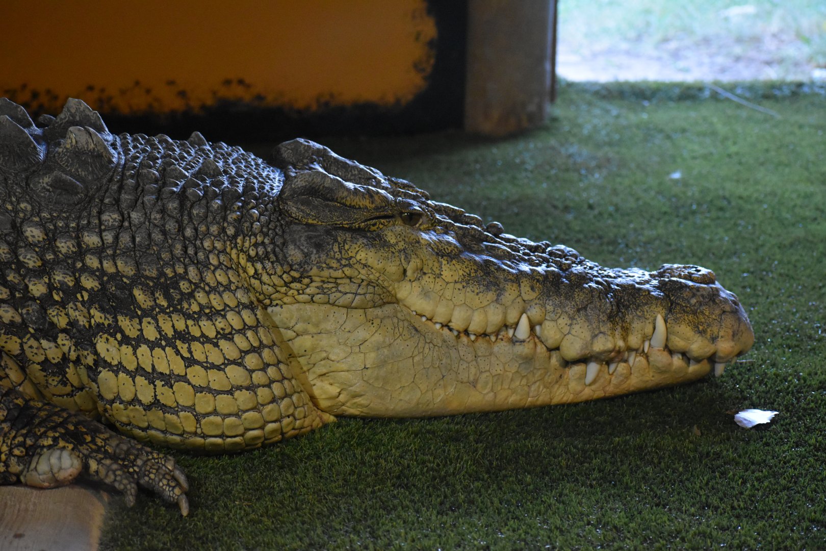 Unknown Crocodile ID - Reptile Gardens