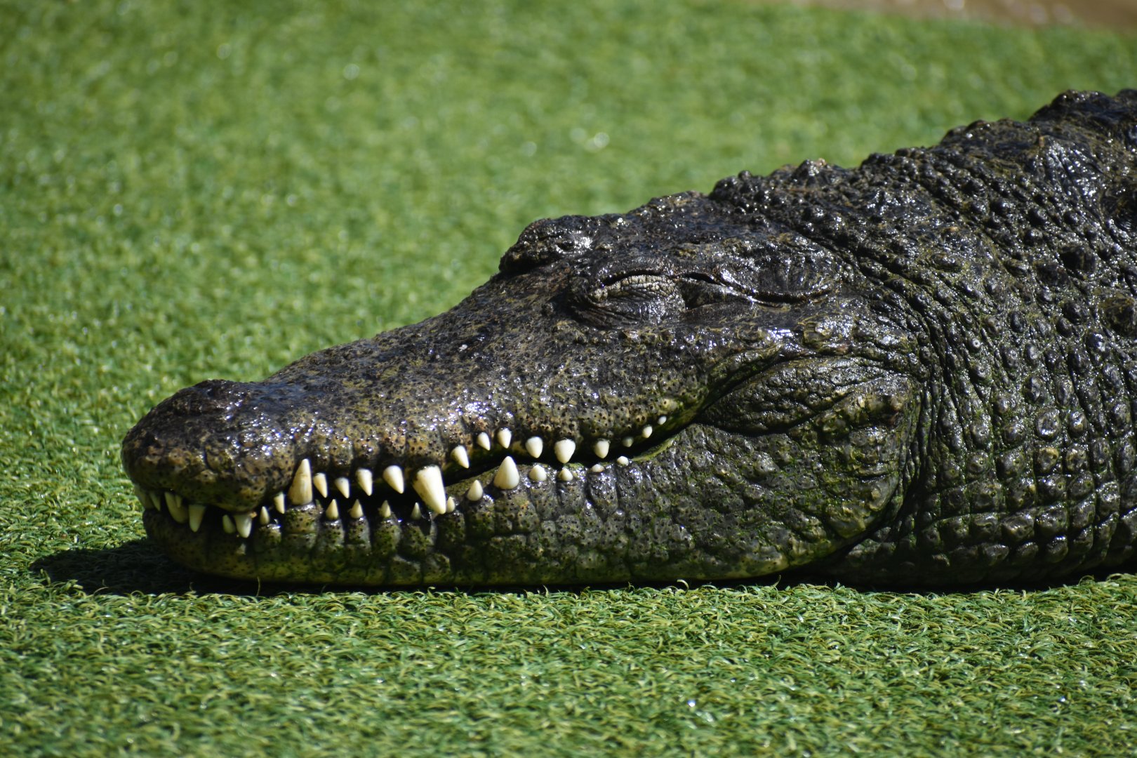 Unknown Crocodile ID - Reptile Gardens