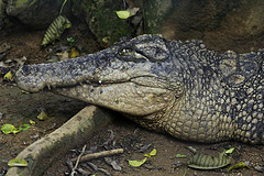 Unknown Crocodile - Melaka Zoo - 2009