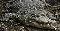 Unknown Crocodile - Melaka Zoo - 2009