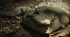 Unknown Crocodile - Melaka Zoo - 2009