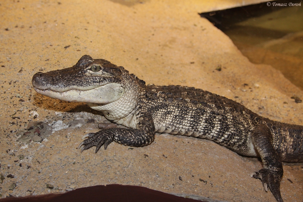Unknown crocodile to ID from Terarium Prague