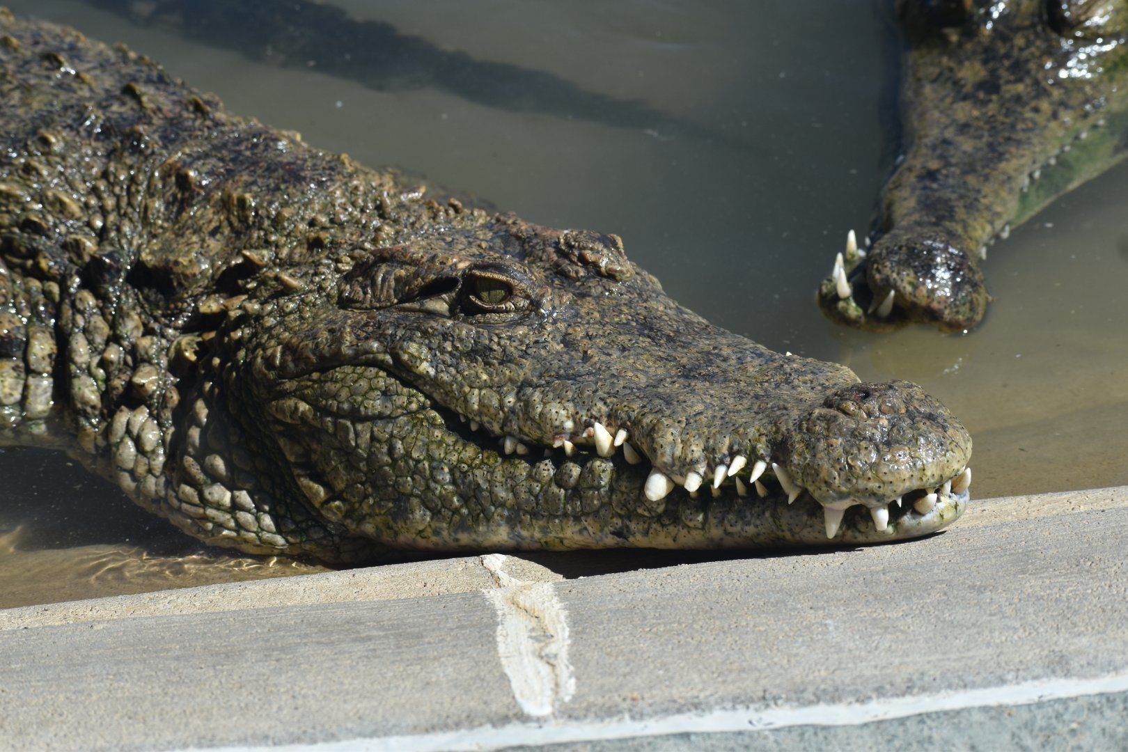 Unknown Crocodiles ID - Reptile Gardens