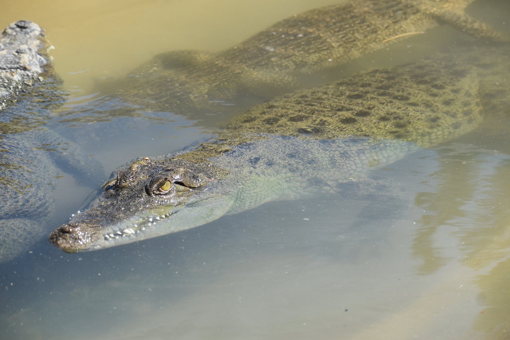 Unknown Crocodiles ID - Reptile Gardens