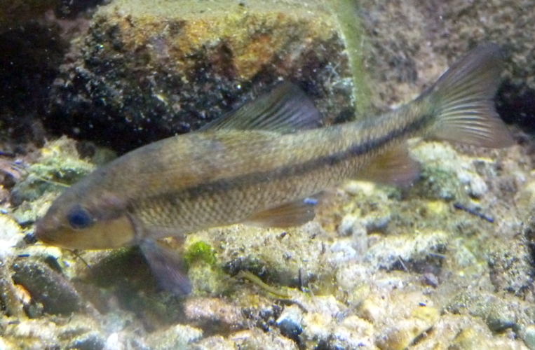 Unknown cyprinid