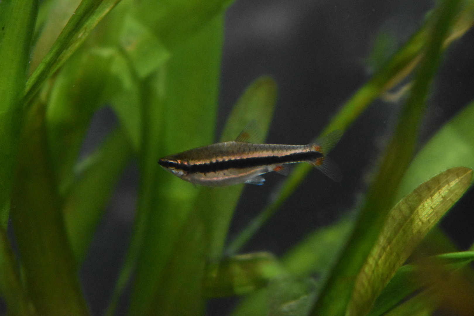Unknown Cyprinid