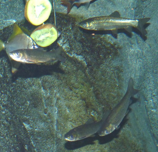 UNKNOWN cyprinids, please ID!