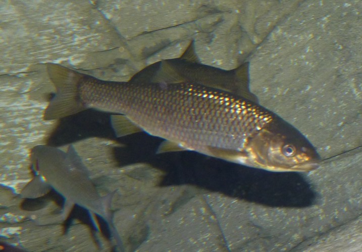 UNKNOWN cyprinids, please ID!