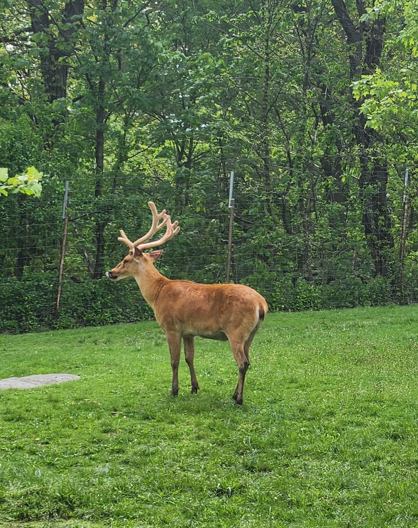 Unknown Deer - Bronx Zoo Asia Monorail