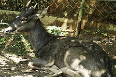 Unknown Deer - Melaka Zoo - 2009