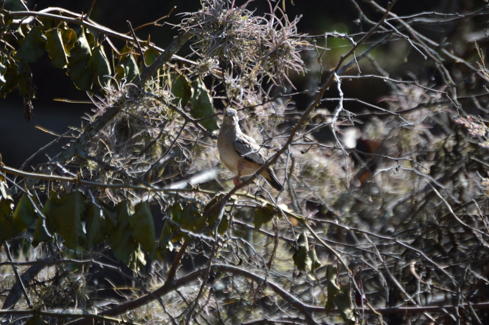 Unknown Dove Species (Guayllabamba)