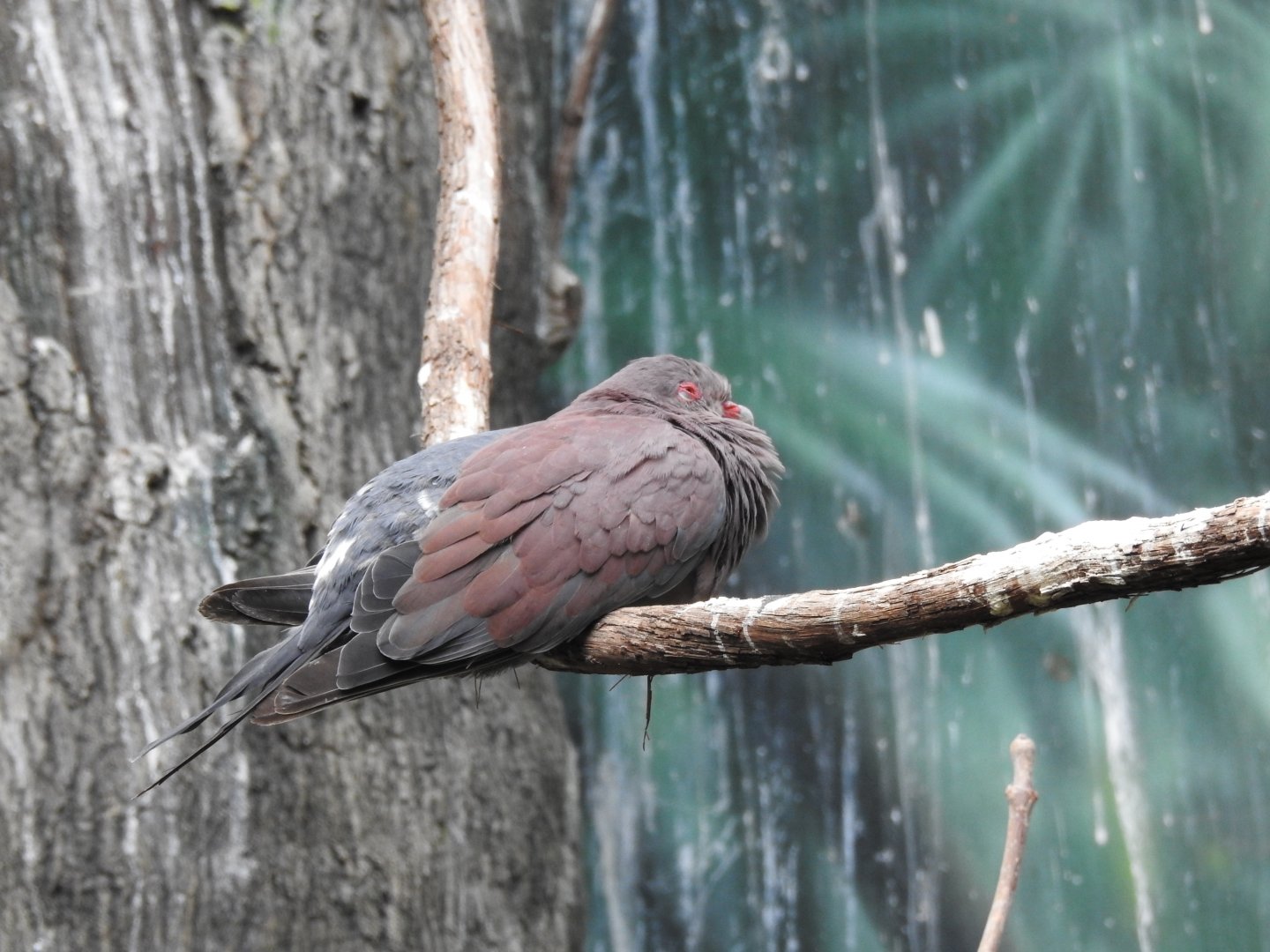 Unknown dove species