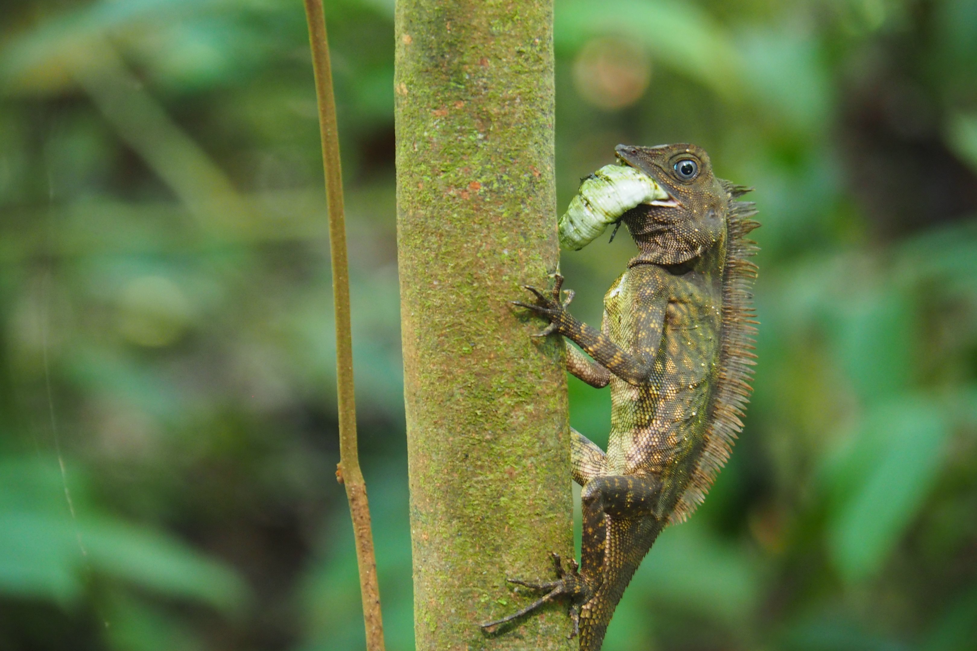 Unknown Dragon - Danum Valley, Sabah, Borneo