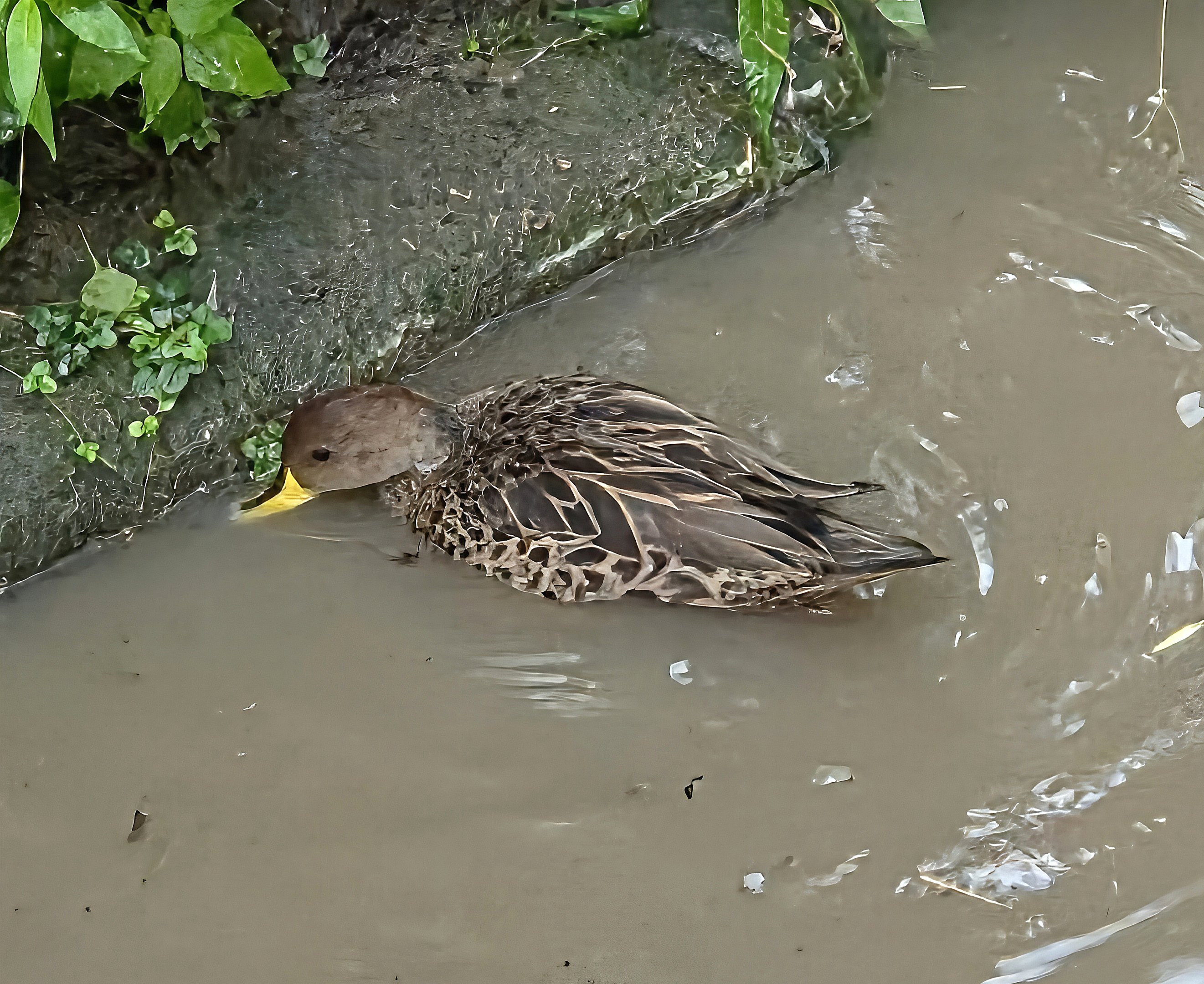 Unknown duck-Can anyone identify?
