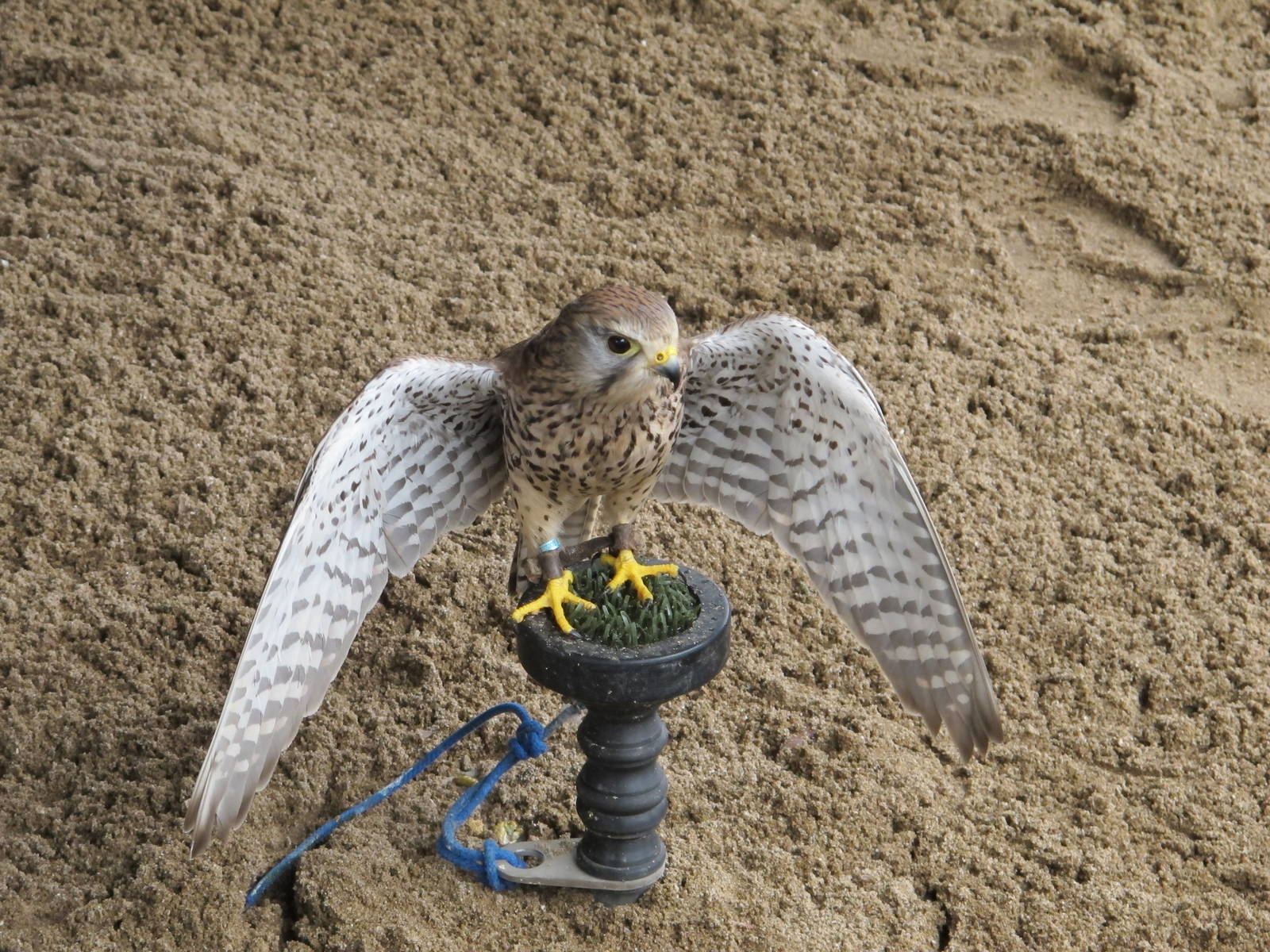 Unknown Falcon at Cardiff Castle