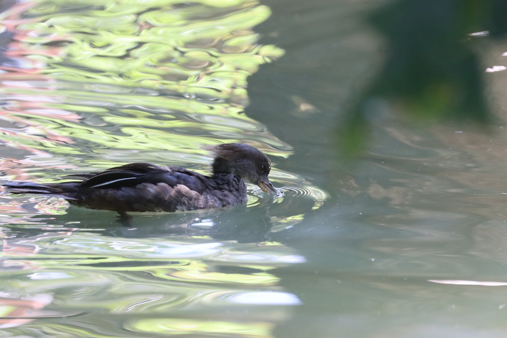 Unknown female merganser