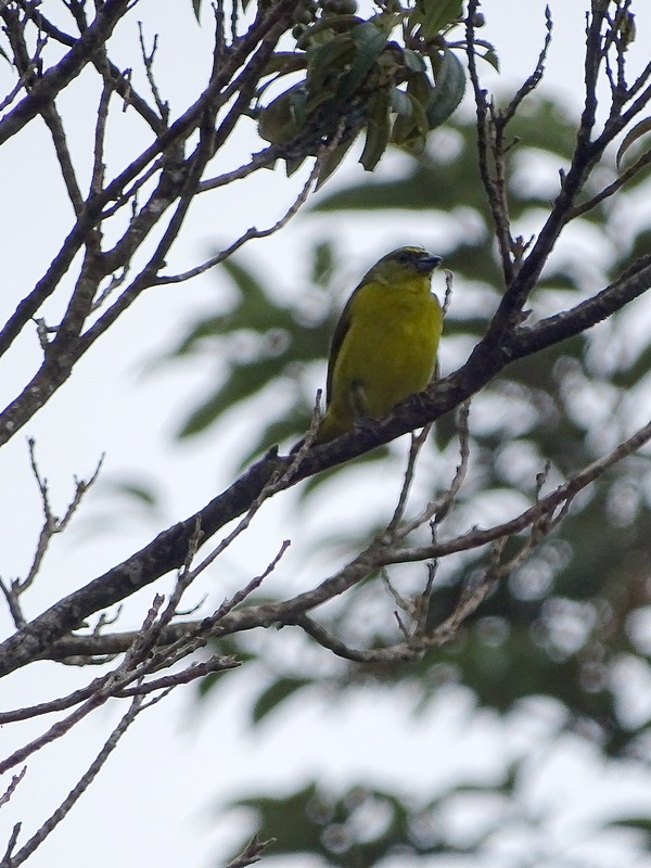 Unknown finch-like bird in Costa Rica)