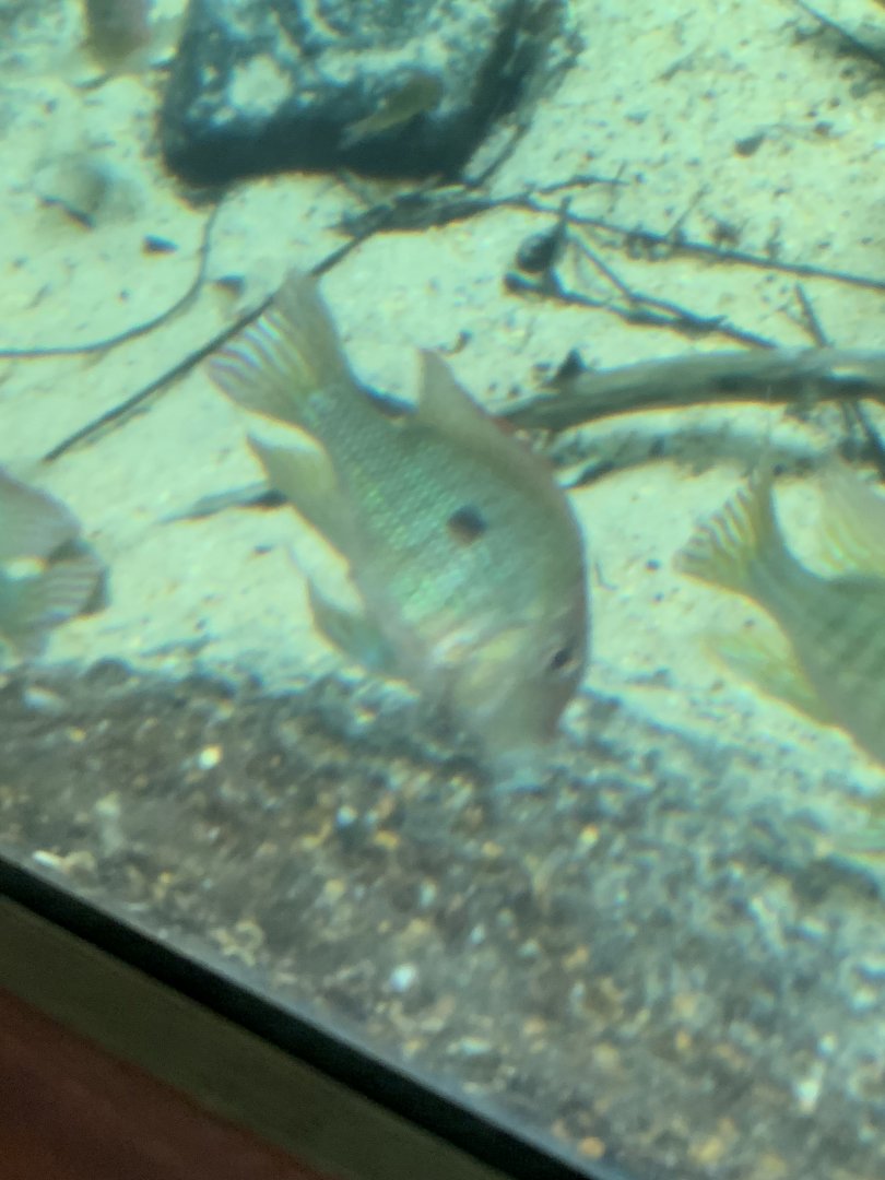 Unknown Fish #2
