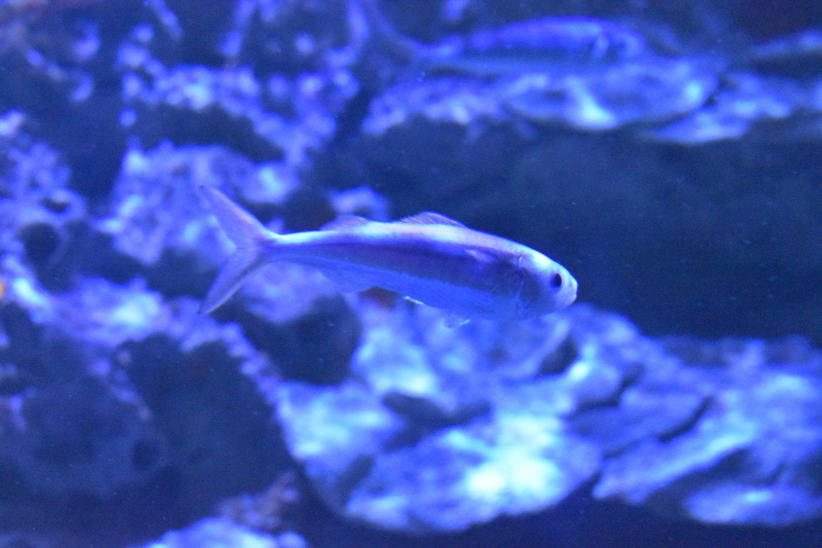 Unknown fish - Adventure Aquarium